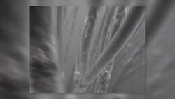 The Power of Lateral Inhibition Lateral Inhibition Instructional Video