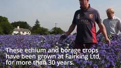 Drone footage shows fields of echium in full flower in Essex News Clip