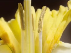 Exploring Plant Reproduction: Angiosperm Reproduction Instructional Video
