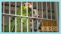 To Give A Bird A Bath Instructional Video