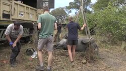 CLEAN : Hundreds of elephants in Malawi to be relocated News Clip