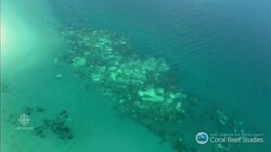Coral bleaching hits Great Barrier Reef News Clip