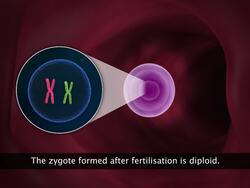 Sexual Reproduction in Animals Instructional Video