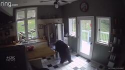 Black bear wanders into house, helps himself to a lasagna News Clip