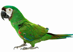 Numbers: Animal Maths Instructional Video