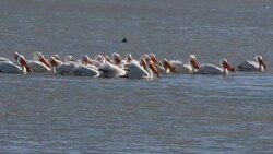 White Pelicans Stock Footage