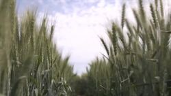 Wheat: From Staple Crop to Sustainable Solutions Instructional Video