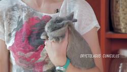 My Path To An Animal Dream Job Instructional Video