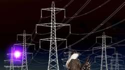 Cómo Ayudar A La Gallina A Cruzar La Carretera Instructional Video