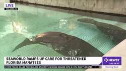 SeaWorld Ramps Up Care For Threatened Florida Manatees News Clip