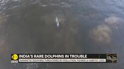 Report warns Indias national aquatic animal, river dolphin, under serious threat News Clip