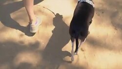 POV of female walking her italian greyhound dog Stock Footage