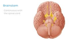 What is the nervous system? Instructional Video