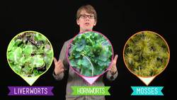 The Sex Lives of Nonvascular Plants: Alternation of Generations - Crash Course Biology Instructional Video