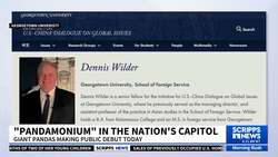 Giant Pandas bring attention to zoos, but also serve as China's diplomatic levers News Clip