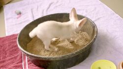 Fennec Foxes are the Cuties of the Sahara Instructional Video