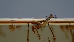 Mosquitos adult pupa larvae, Example in the laboratory - scientific research and development concept. Stock Footage