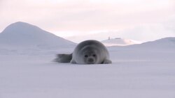 The Fascinating World of Polar Bears: Surviving in the Arctic Instructional Video