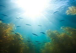 Oceans: Sunlight Zone Instructional Video