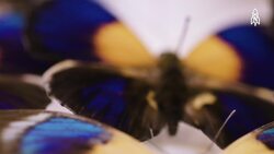 Behind the Scenes at the Smithsonian, Meet the Curators Instructional Video