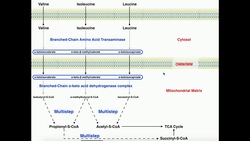 Exercise Physiology | BCAA Catabolism: The Basics Instructional Video