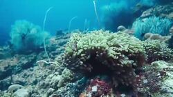 Underwater Magnificent Anemone (Heteractis magnifica) with Skunk Anemonefish (Amphiprion ephippium) Clownfish Stock Footage