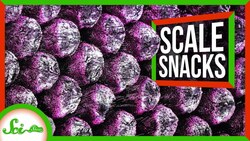 These Fish Eat Scales Instructional Video