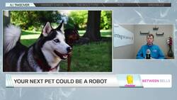 Your Next Pet Could Be a Robot News Clip