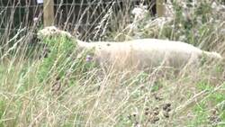 Sheep begin grazing on Hampstead Heath News Clip