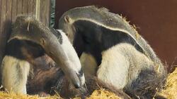 Anteaters: Gentle Foragers of the Wild Frontier Stock Footage