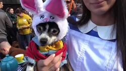 CLEAN : Dogs don Halloween garb for annual costumed pet parade News Clip