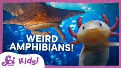 Weird and Wonderful Amphibians | SciShow Kids Compilation Instructional Video