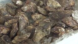 Connecticut launches Oyster Trail map to highlight state's culinary treasure News Clip