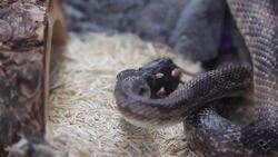 How to Feed a Boa Constrictor Instructional Video