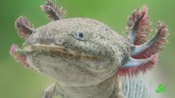 The Salamander That Refuses to Grow Up Instructional Video