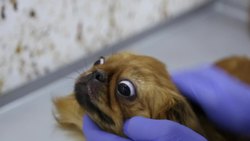 First veterinary clinic opens in Mosul Instructional Video