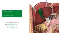 Liver in situ Instructional Video
