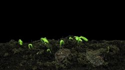 Why are Insects Important? Instructional Video