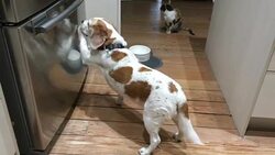 Pet dog begging for food in the kitchen Stock Footage