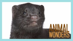 Mink Rescue! Instructional Video
