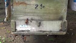 Bees Scream When Killer Hornet Cousins Attack Instructional Video