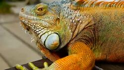 Sleeping dragon. Close-up portrait of a resting vibrant Lizard. Selective focus. Green Iguanas are native to tropical areas of Mexico, Central America, South America, and the Caribbean Stock Footage