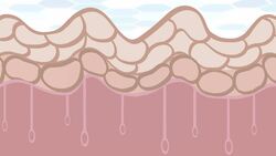 ¿Por qué tenemos HUELLAS DACTILARES? Instructional Video