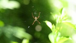 spider on cobwebs blur bokeh background Stock Footage
