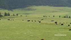 Drone Footage of U.S. National Parks Blooming in Spring Stock Footage