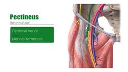 Adductors of the thigh Instructional Video