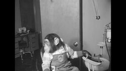 Chimp Marty comes to a dentist appointment and has his teeth checked and cleaned News Clip