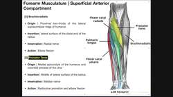 Anterior Forearm Muscles - Superficial Layer Instructional Video
