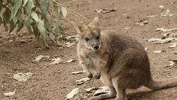 Welcome to the World To This Parma Wallaby Joey Instructional Video