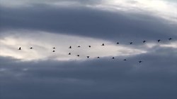 Introduction to Landscapes in Spanish Instructional Video